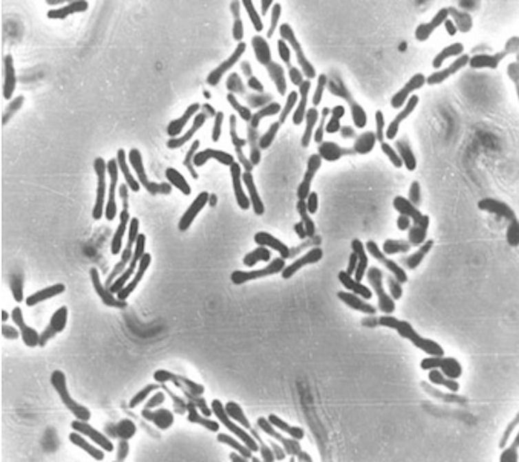 Microscopy image of clusters of rod bacteria